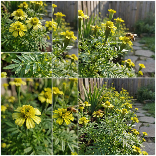 Yellow Tagetes Minuta Seeds for Planting