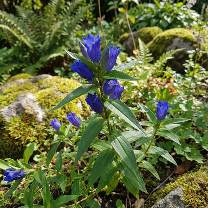 Blue Gentiana Dahurica Flower Seeds  Ideal for Spring Planting