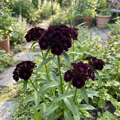 Black William Flower Seeds for Planting