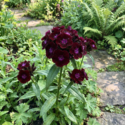 Black William Flower Seeds for Planting