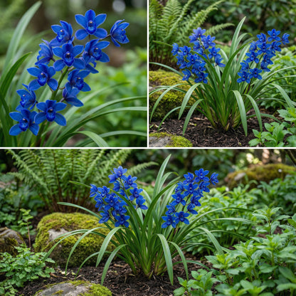 Blue Cymbidium Flower Seeds for Planting