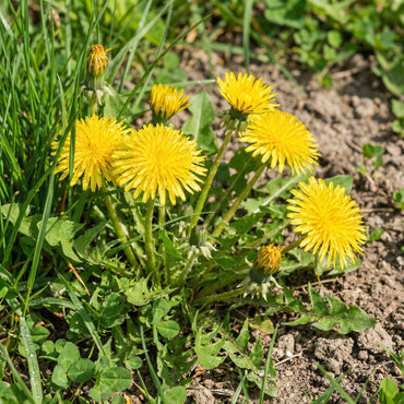 Yellow Dandelion Planting Seeds | Easy-to-Grow Flower Seeds