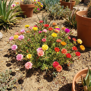 Mixed Mexican Rose Flower Planting Seeds