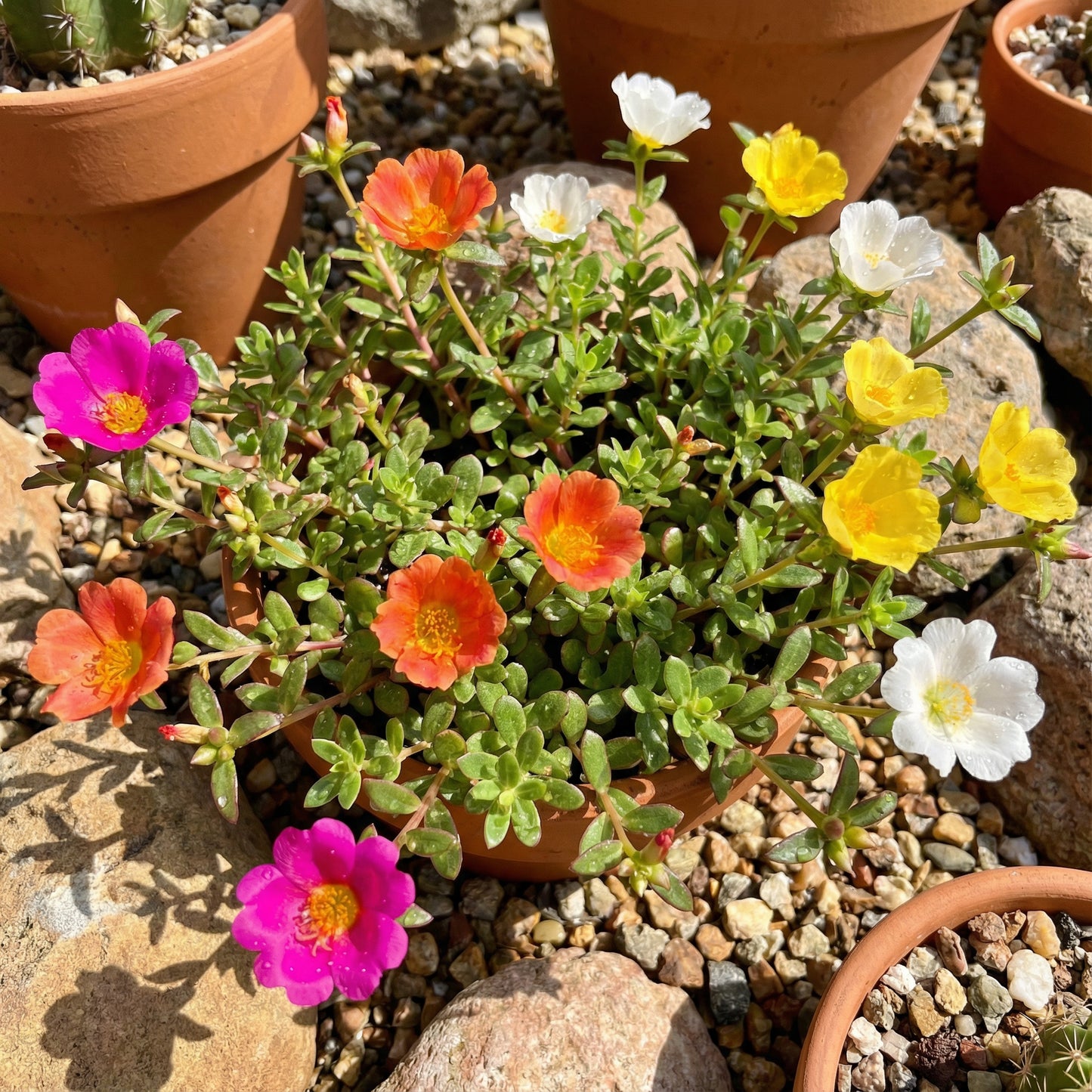 Mixed Mexican Rose Flower Planting Seeds