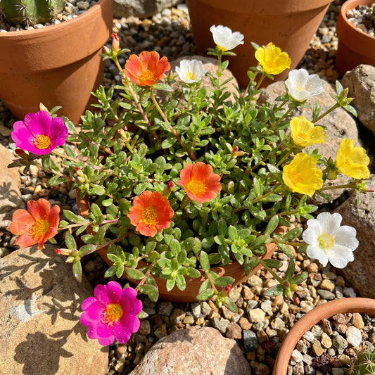 Mixed Mexican Rose Flower Planting Seeds