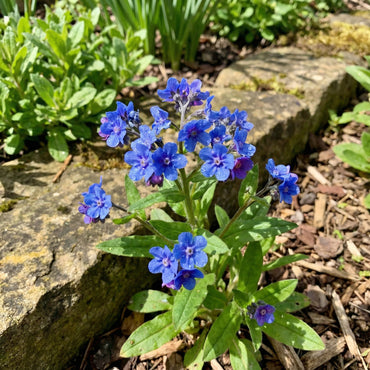Blue Cynoglossum Amabile Seeds - Ideal for Planting