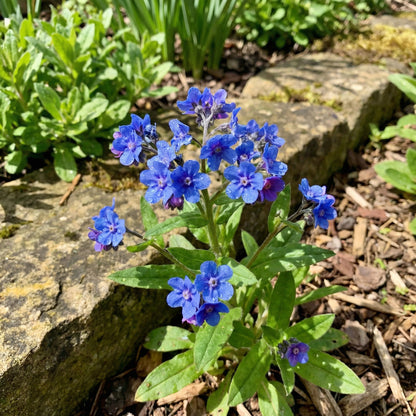 Blue Cynoglossum Amabile Seeds - Ideal for Planting