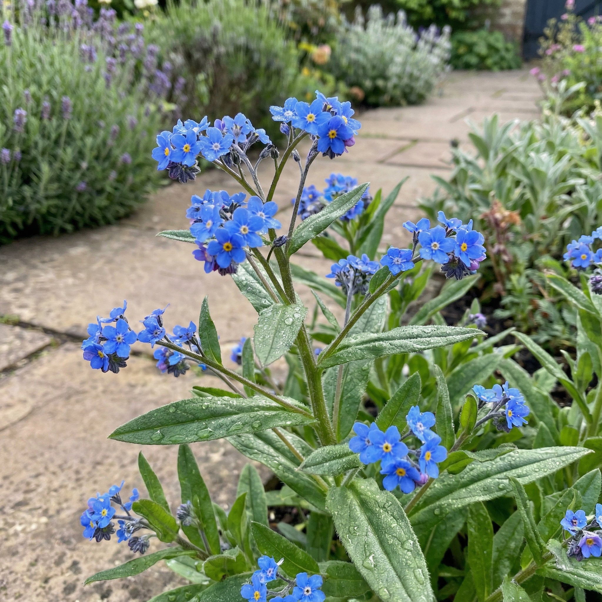Buy Blue Cynoglossum Amabile Seeds - Ideal for Planting – Pure