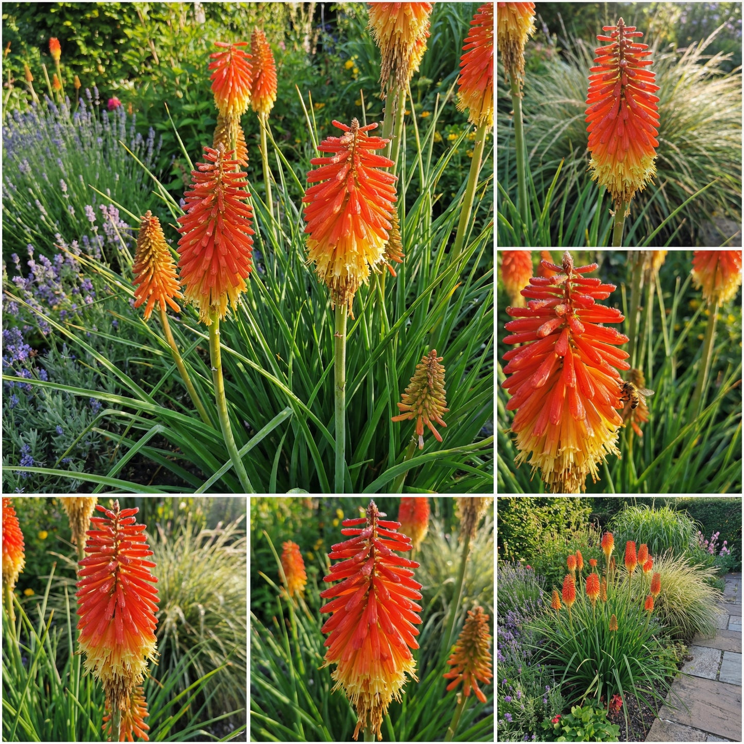 Red Hot Poker Flower Seeds for Vibrant Garden Planting