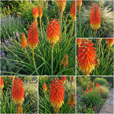 Red Hot Poker Flower Seeds for Vibrant Garden Planting