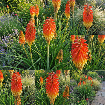 Red Hot Poker Flower Seeds for Vibrant Garden Planting