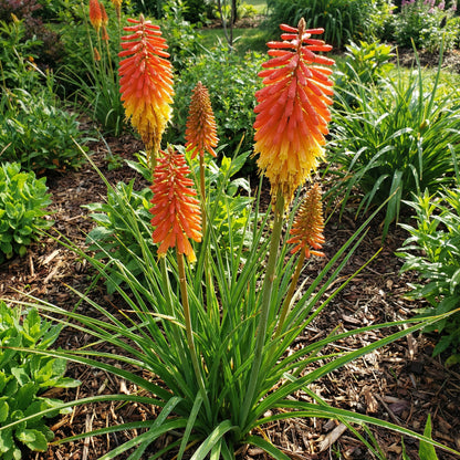 Red Hot Poker Flower Seeds for Vibrant Garden Planting