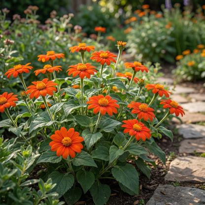 Orange Mexican Sunflower Planting Seeds - Bold Blooms