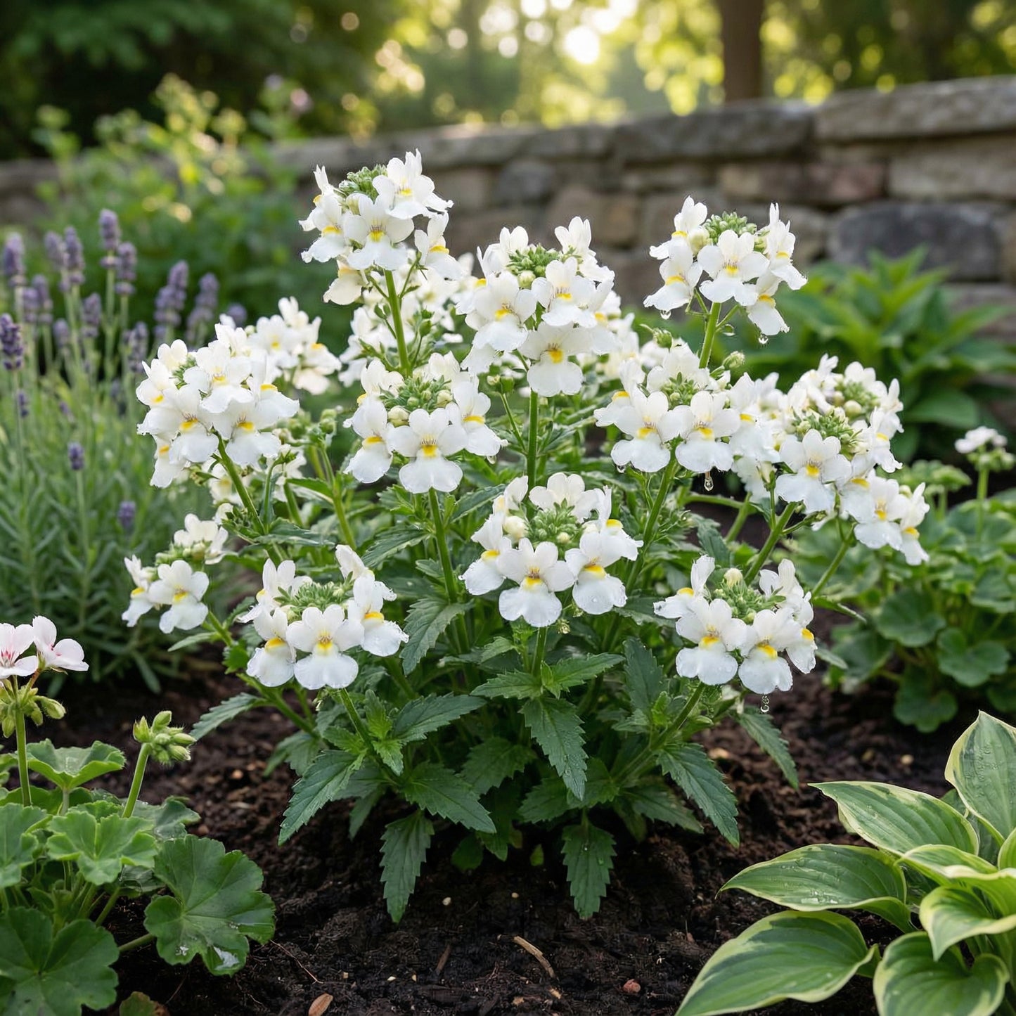 White Nemesia Strumosa Flower Seeds for Planting  Seed for Elegant Garden Accents