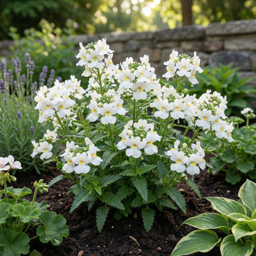 White Nemesia Strumosa Flower Seeds for Planting  Seed for Elegant Garden Accents