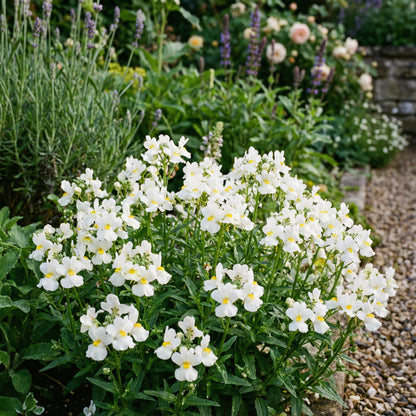 White Nemesia Strumosa Flower Seeds for Planting  Seed for Elegant Garden Accents