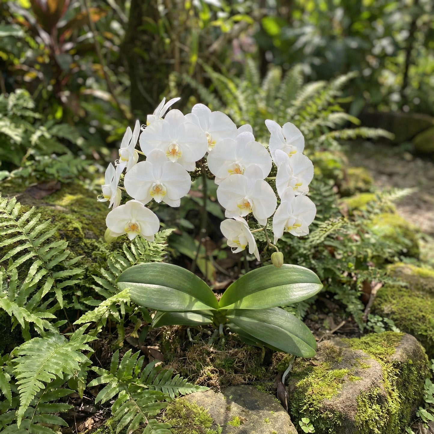 White Orchid Flower Planting - Seeds for Stunning Blooms in Your Garden