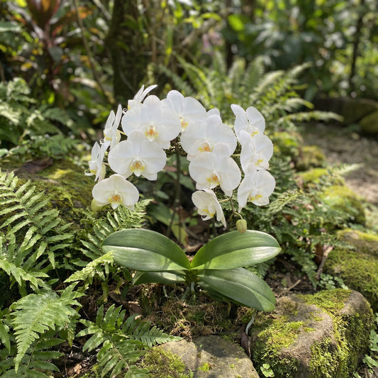 White Orchid Flower Planting - Seeds for Stunning Blooms in Your Garden
