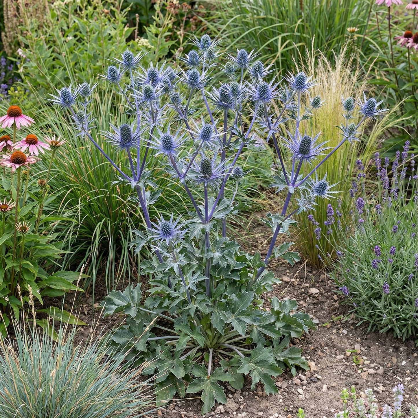 Blue Eryngium Planum Flower Seeds for Planting