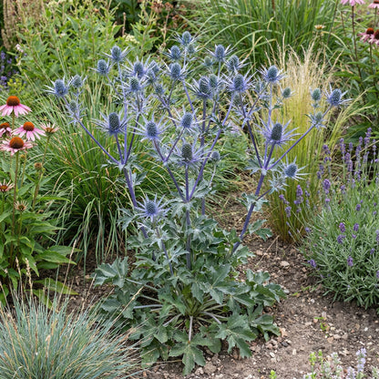 Blue Eryngium Planum Flower Seeds for Planting