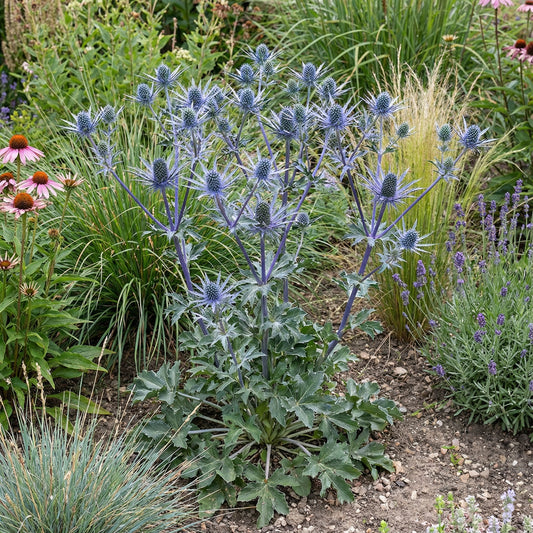 Blue Eryngium Planum Flower Seeds for Planting