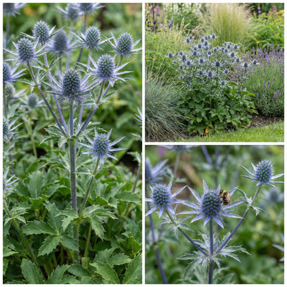 Blue Eryngium Planum Flower Seeds for Planting