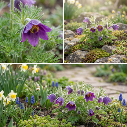 Violet Pasque Flower Seeds for Easy Planting