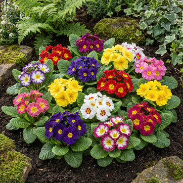 Mixed Primula Seeds for Planting