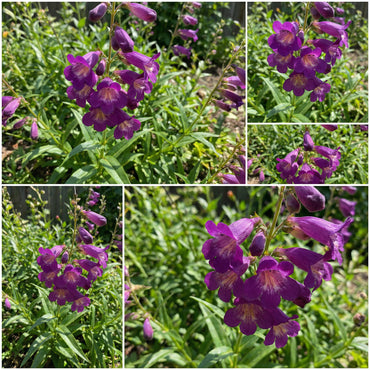 Purple Mexicali Sunburst Penstemon Seeds - Perfect for Planting
