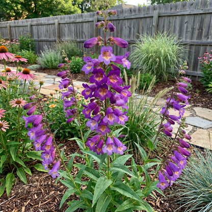 Purple Mexicali Sunburst Penstemon Seeds - Perfect for Planting