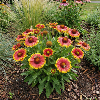 Gaillardia Flower Seeds for Planting | Mixed Varieties