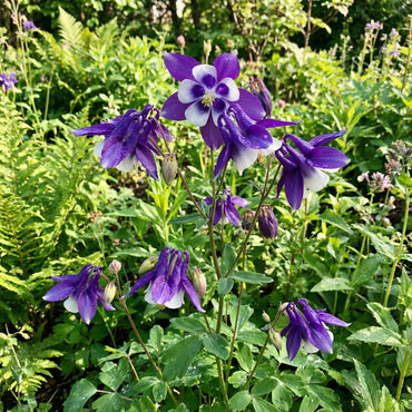 Violet White Columbine William Flower Seeds  Premium Quality Planting Seeds for Vibrant Garden Blooms