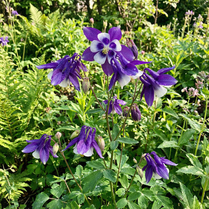 Violet White Columbine William Flower Seeds  Premium Quality Planting Seeds for Vibrant Garden Blooms