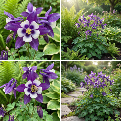 Violet White Columbine William Flower Seeds  Premium Quality Planting Seeds for Vibrant Garden Blooms