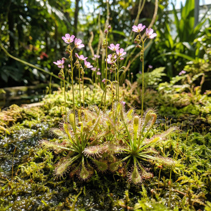 Drosera Sundew Pink Flower Seeds - Ideal for Planting