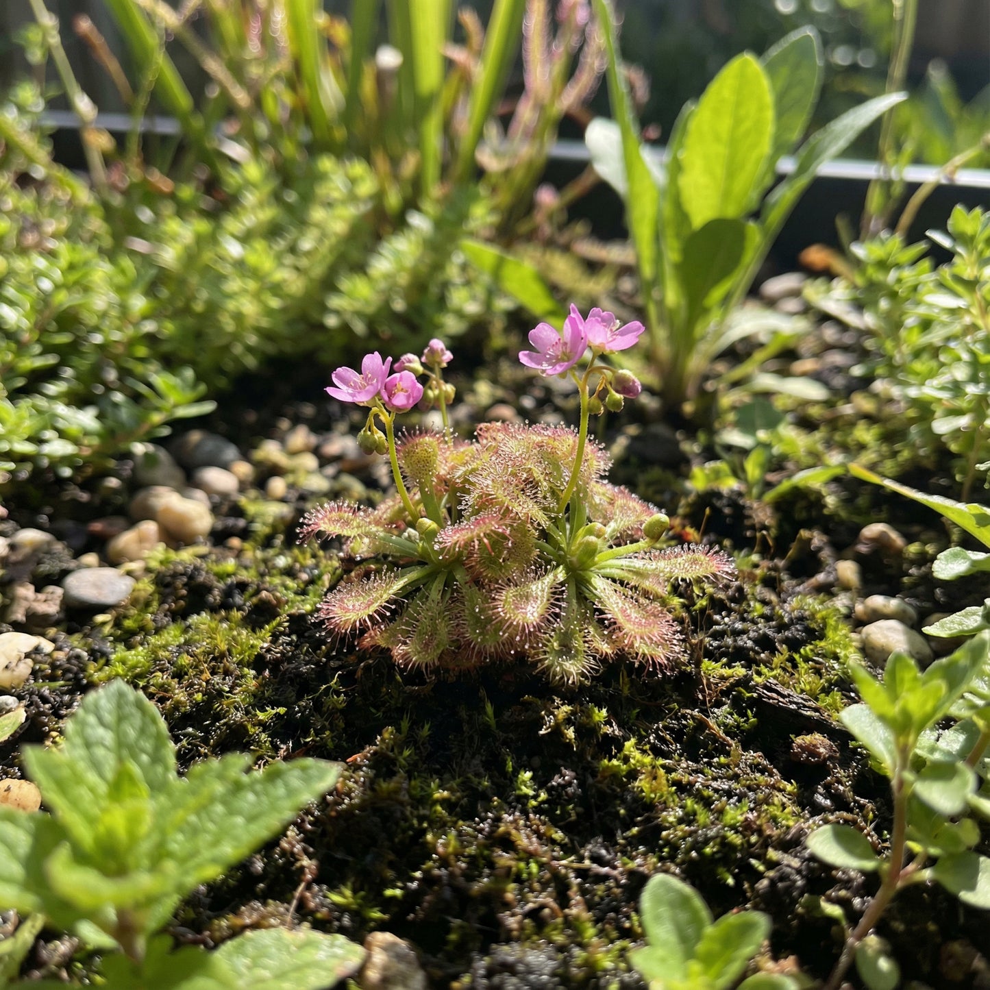 Drosera Sundew Pink Flower Seeds - Ideal for Planting