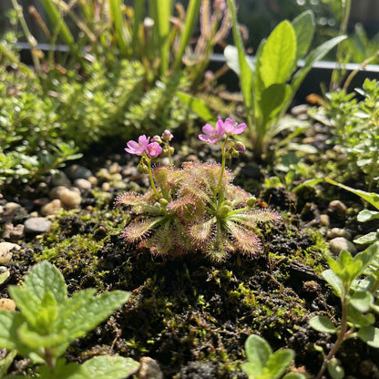 Drosera Sundew Pink Flower Seeds - Ideal for Planting