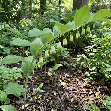 Green Polygonatum Plant Seeds for Easy Planting  Perennial Shade Garden Favorites