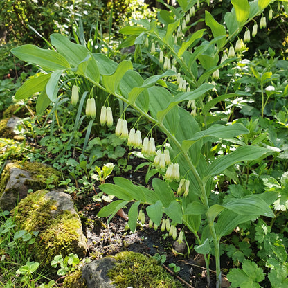 Green Polygonatum Plant Seeds for Easy Planting  Perennial Shade Garden Favorites