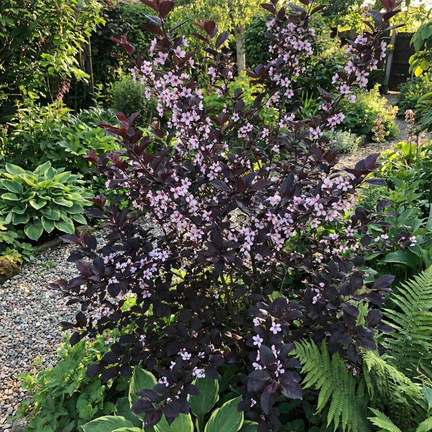 Black Atropurpureum Flower Seeds for Planting