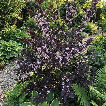 Black Atropurpureum Flower Seeds for Planting