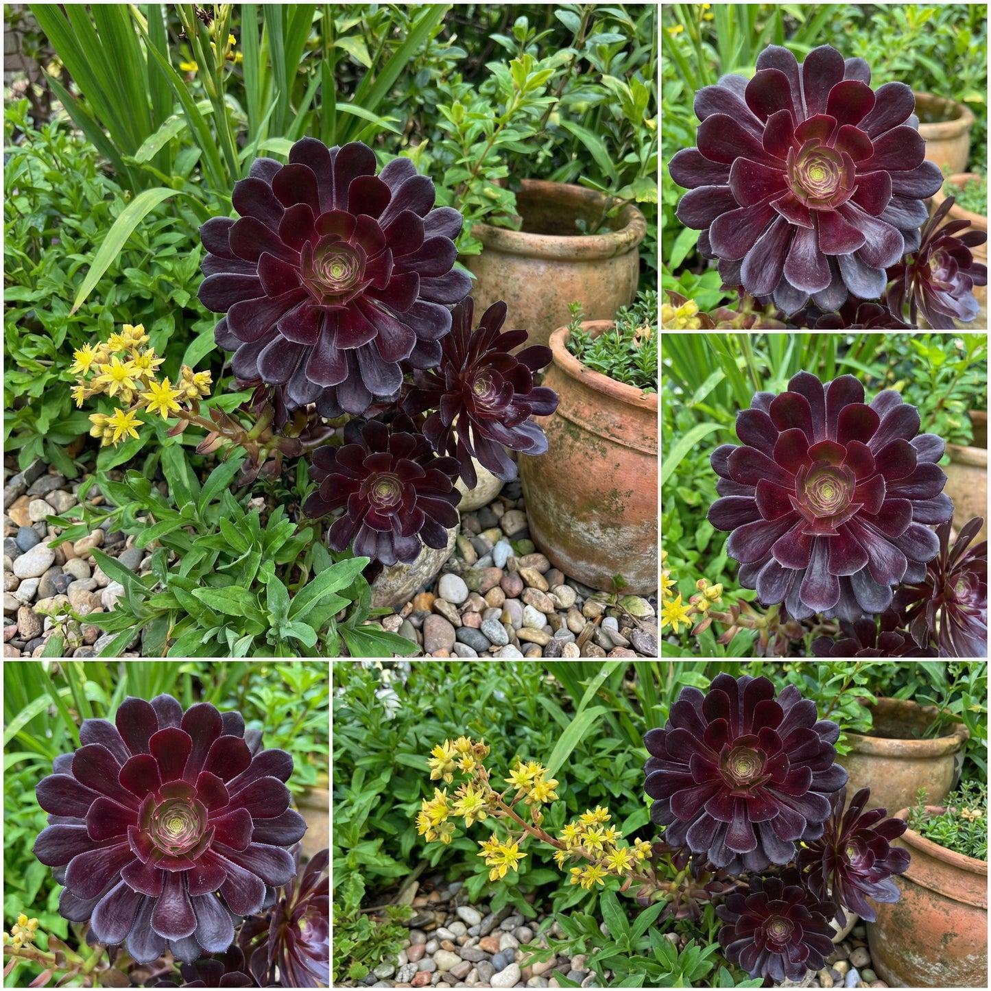 Black Atropurpureum Flower Seeds for Planting