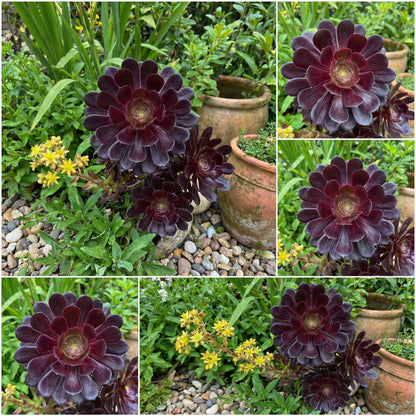 Black Atropurpureum Flower Seeds for Planting