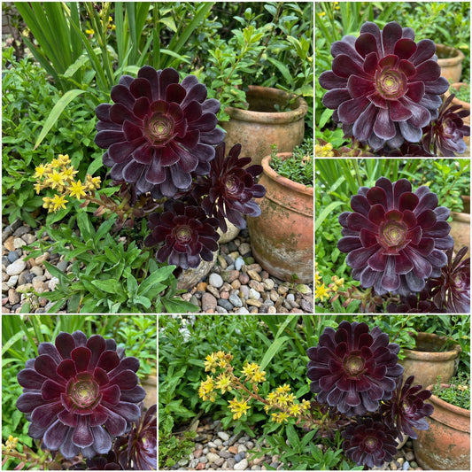 Black Atropurpureum Flower Seeds for Planting