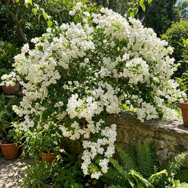 White Bougainvillea Flower Seeds for Vibrant Planting