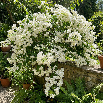 White Bougainvillea Flower Seeds for Vibrant Planting