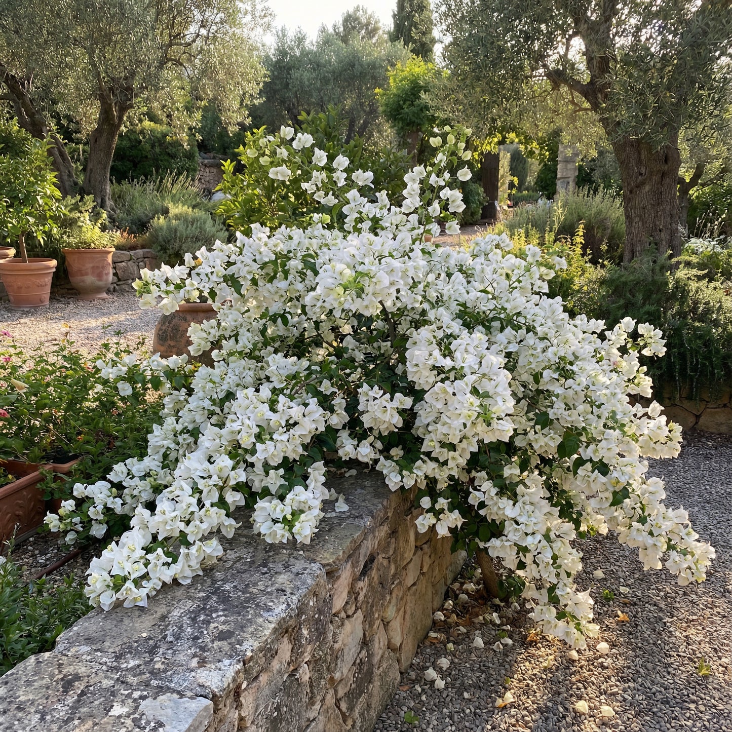 White Bougainvillea Flower Seeds for Vibrant Planting