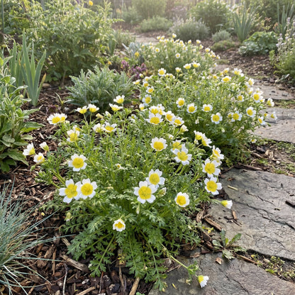 Limnanthes Douglasii Flower Seeds for Planting in White and Yellow  Seed for Lush Blooms and Vibrant Gardens