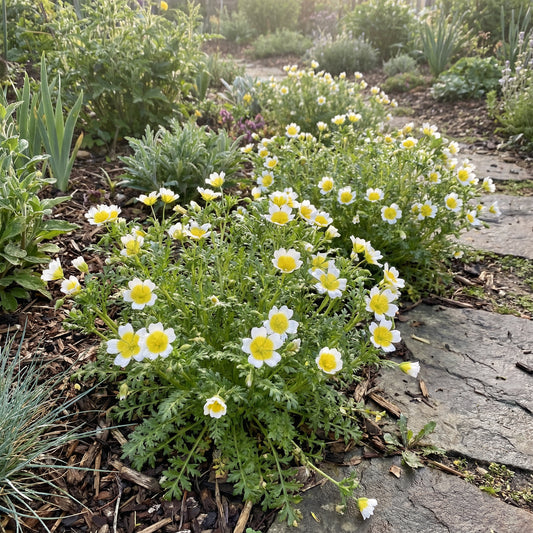 Limnanthes Douglasii Flower Seeds for Planting in White and Yellow  Seed for Lush Blooms and Vibrant Gardens