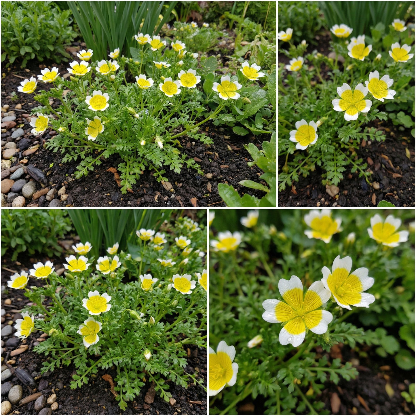 Limnanthes Douglasii Flower Seeds for Planting in White and Yellow  Seed for Lush Blooms and Vibrant Gardens
